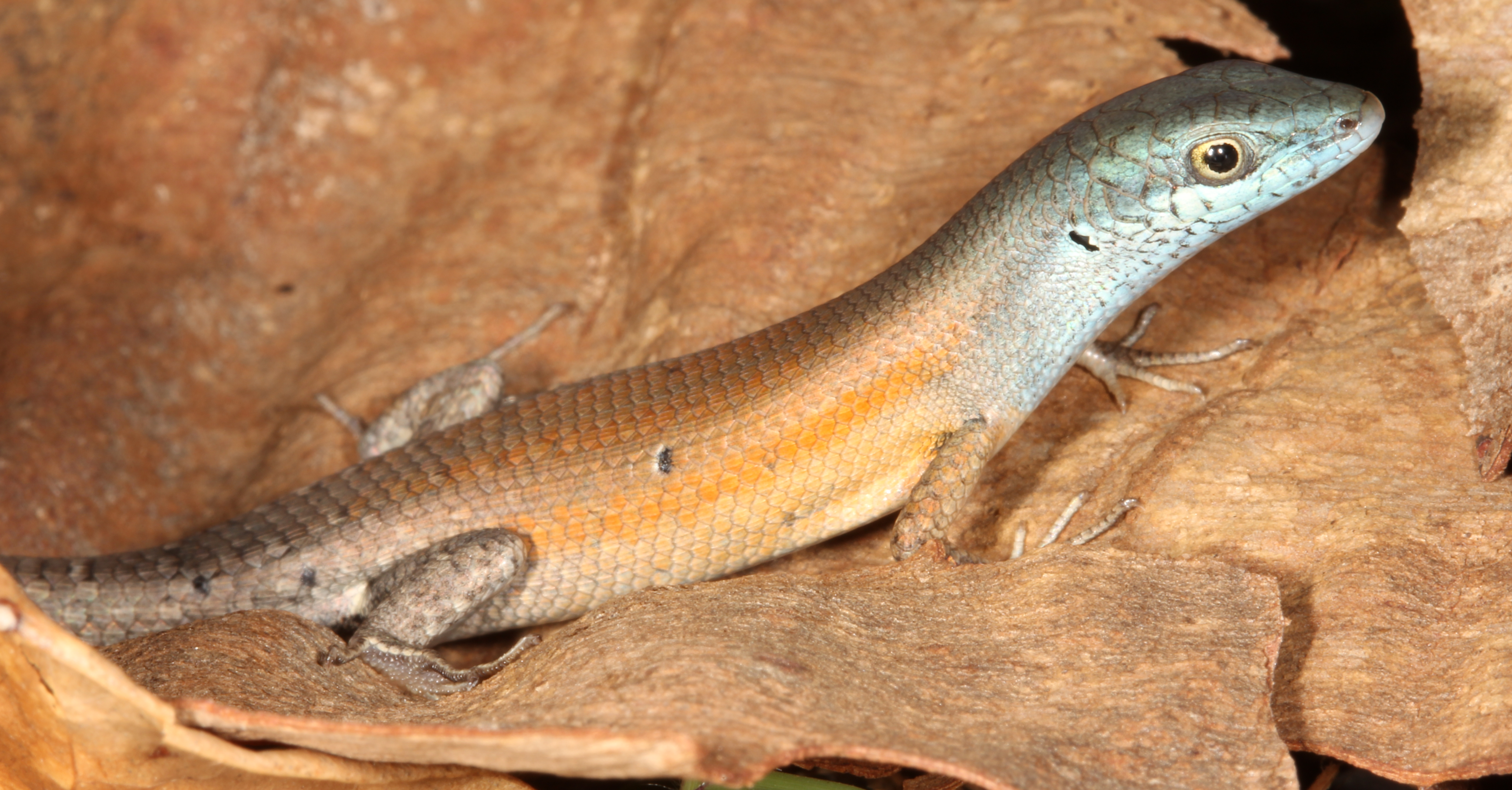 The orange-flanked rainbow skink, like other members of the genus Carlia, inherited immunity against vernom, but two spots along the genome from the most effective location.